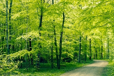 Green forest panorama landscape