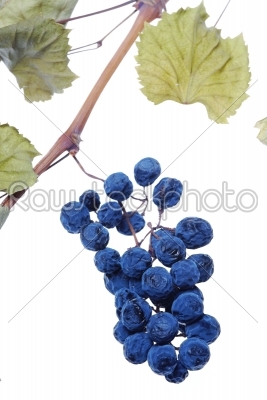 Blue grape cluster as raisin 