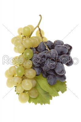 Bulgarian blue grape cluster with leaves  
