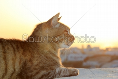 Cat at sunset in Oia Santorini 