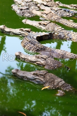 Crocodiles in water