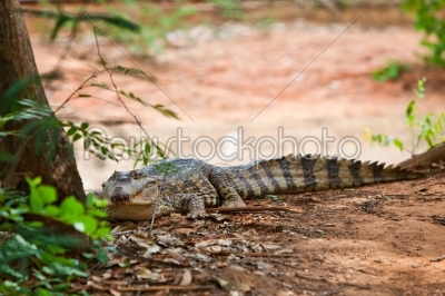 Crocodylus siamensis 