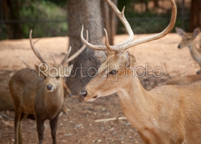 impala or an antelope a kind of deer in relax candid