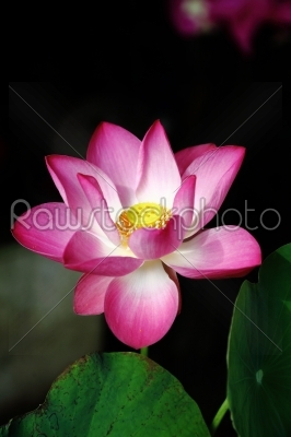 lotus aquatic flora on blur background 