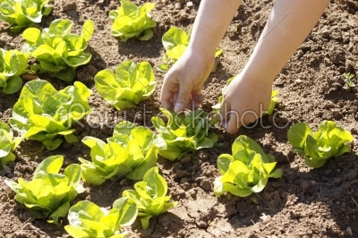 planting lettuce in the garden  