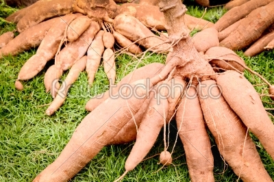 Raw cassava (lat. Manihot esculenta) on  green grass background