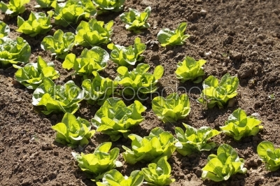 rows of lettuce in vegetable garden