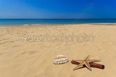Sea shell in the beach