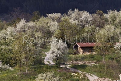 Spring with small house and tree in bloom