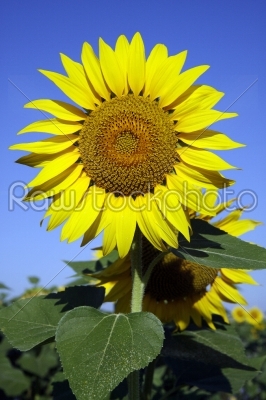 Sunflower in sunflower field with blue sky