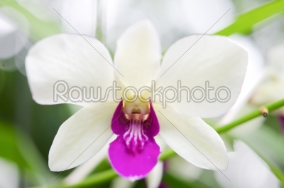 white and violet  orchids