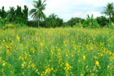yellow flower of sesame plants in research field at Nakhonratcha