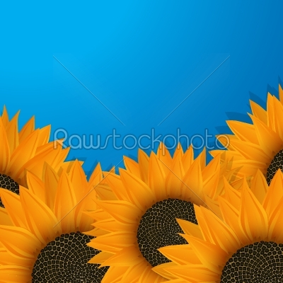 Sunflowers over blue