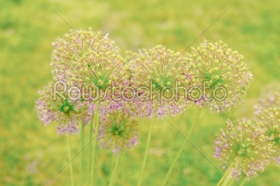 Allium Giganteum flowers