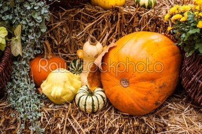 Autumn decoration with orange pumpkins