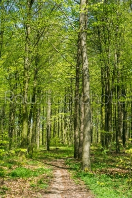 Beech forest in green colors