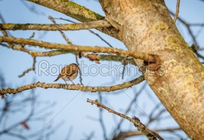 Bird on a twig