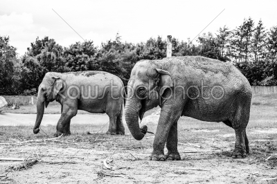 Black and white photo of elephants