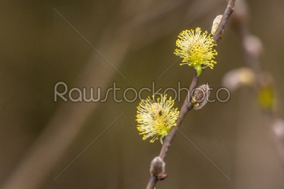 colorful willow seed at springtime