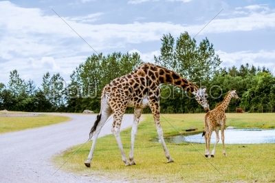 Giraffe and calf walking to the water
