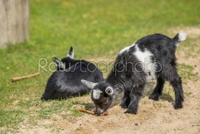 Goat kids on a meadow