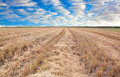 Harvested rice fields