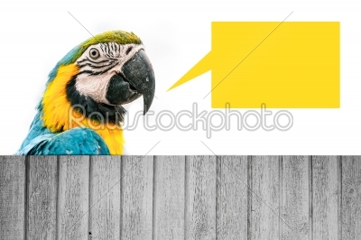 Macaw parrot wit ha speech bubble
