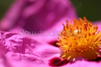 Pink Rockrose