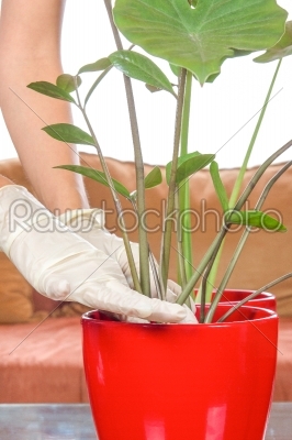 planting houseplants with gloves