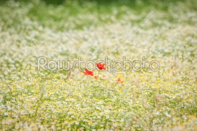 Poppy flowers on a chamomile meadow