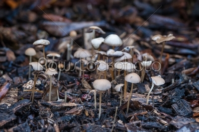 Shrooms in the forest