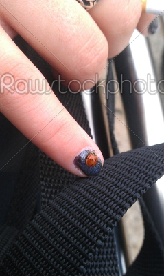Small Ladybird on a Fingernail