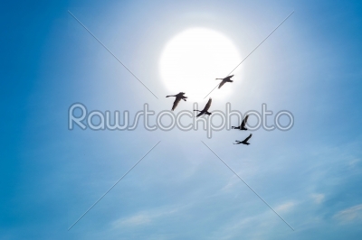 Swans flying in a blue sky against the background of sun