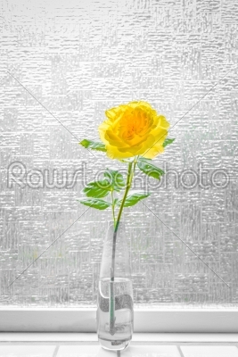 Yellow rose in a window